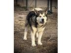 Adopt Journey a Black - with White Alaskan Malamute / Mixed dog in Boise