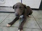 Adopt Margot a Gray/Blue/Silver/Salt & Pepper Pit Bull Terrier dog in