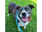 Adopt Zoey a Black - with White Pit Bull Terrier / Labrador Retriever / Mixed