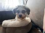 Adopt Sully (PA)-Gentle guy a White - with Gray or Silver Shih Tzu / Bichon