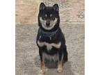 Adopt Dixie a Black - with Tan, Yellow or Fawn Shiba Inu / Mixed dog in
