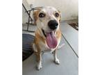 Adopt Bo a Tan/Yellow/Fawn Australian Cattle Dog / Mixed dog in Winchester