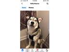 Adopt Titan a Gray/Silver/Salt & Pepper - with White Husky / Mixed dog in
