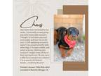 Adopt Chaos a Black - with Brown, Red, Golden, Orange or Chestnut Rottweiler /