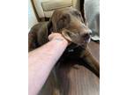Adopt Cooper a Black Labrador Retriever / Mixed dog in Fort Collins