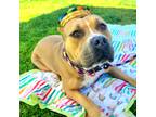 Adopt Tiny Tim a Tan/Yellow/Fawn - with White Staffordshire Bull Terrier / Mixed