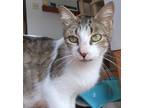 Adopt Lizzie a Brown Tabby Domestic Shorthair / Mixed Breed (Medium) / Mixed