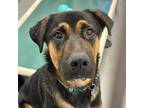 Adopt Harlow a Black German Shepherd Dog / Rottweiler / Mixed (short coat) dog