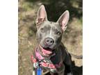 Adopt Missy a Gray/Blue/Silver/Salt & Pepper Mixed Breed (Large) / Mixed dog in