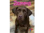 Adopt Jemma a Brown/Chocolate Labrador Retriever / Mixed Breed (Medium) / Mixed