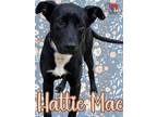 Adopt Hattie Mae a Black Australian Kelpie / Border Collie / Mixed dog in Grand