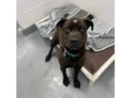 Adopt Mr. Worldwide a Black American Pit Bull Terrier / Mixed Breed (Medium) /