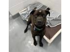 Adopt Mr. Worldwide a Black American Pit Bull Terrier / Mixed dog in Calgary