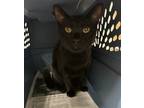 Adopt Polo a All Black Domestic Shorthair / Domestic Shorthair / Mixed cat in