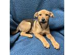 Adopt Jayla a Brown/Chocolate Black Mouth Cur / Mixed dog in Gainesville