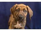 Adopt Jasmine a Mastiff / Bloodhound / Mixed dog in Gloversville, NY (41395923)