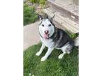 Adopt Koda a Black - with White Husky / Mixed dog in Schoharie, NY (41395916)