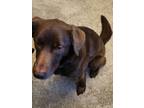 Adopt Loki a Brown/Chocolate Labrador Retriever / Border Collie / Mixed dog in