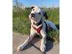 Adopt Simon a White - with Black American Pit Bull Terrier / Great Pyrenees /