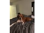 Adopt Sarai a Red/Golden/Orange/Chestnut Beagle / Coonhound / Mixed dog in