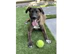 Adopt Dutch a Brindle - with White Plott Hound / Mixed dog in Los Angeles