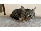 Adopt Lily a Gray, Blue or Silver Tabby American Shorthair / Mixed (short coat)