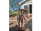 Adopt Rufus a Brown/Chocolate - with White Great Dane / Mixed dog in Canton