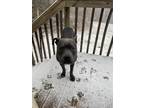Adopt Benji a Gray/Blue/Silver/Salt & Pepper American Pit Bull Terrier / Mixed