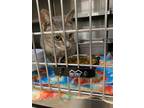 Adopt 18782-Gracie-Petsense a Domestic Shorthair / Mixed cat in Covington