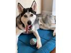 Adopt Midnight a Gray/Silver/Salt & Pepper - with White Husky / Mixed dog in
