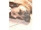 Adopt Mocha a Tan/Yellow/Fawn - with Black Belgian Malinois / Mixed dog in Plain