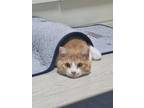 Adopt Chedda a Orange or Red Tabby British Shorthair / Mixed (medium coat) cat