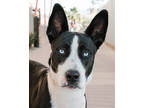 Adopt Tina a Black Husky / Collie / Mixed (short coat) dog in Palm Springs