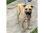 Adopt buck a Tan/Yellow/Fawn Black Mouth Cur / Mixed dog in Natchez