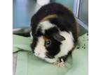 Adopt Georgie a Guinea Pig small animal in Golden, CO (41389159)