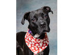 Adopt Hardy a Black American Pit Bull Terrier / Mixed Breed (Medium) / Mixed