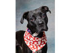 Adopt Hardy a Black American Pit Bull Terrier / Mixed dog in Atlanta