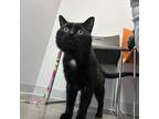 Adopt Jet a All Black Domestic Shorthair / Domestic Shorthair / Mixed cat in