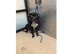 Adopt Faline a Black American Pit Bull Terrier / Mixed dog in Fort Worth