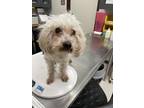 Adopt Peaches a White Poodle (Toy or Tea Cup) / Mixed dog in Irving