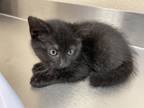 Adopt 55866958 a All Black Domestic Shorthair / Domestic Shorthair / Mixed cat