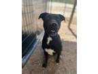 Adopt Nessie a Black Labrador Retriever / Mixed dog in TRINIDAD, CO (41395635)