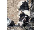 Adopt Beau a White Australian Cattle Dog / Australian Shepherd / Mixed dog in