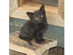 Adopt Lucky a All Black Domestic Mediumhair (medium coat) cat in Troutman