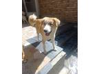 Adopt Lois a Tan/Yellow/Fawn - with White Labrador Retriever / Mixed Breed