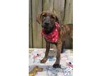 Adopt Odin a Labrador Retriever / Mixed dog in Darlington, SC (41392557)