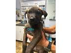 Adopt Odin a Labrador Retriever / Mixed dog in Darlington, SC (41392557)
