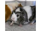 Adopt Beckie a Guinea Pig small animal in Golden, CO (41389157)