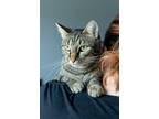 Adopt Ferris (Felix) Mewller a Tiger Striped Domestic Shorthair cat in Dayton