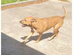 Adopt Lily a Tan/Yellow/Fawn - with White Mutt / Mixed dog in Hammond